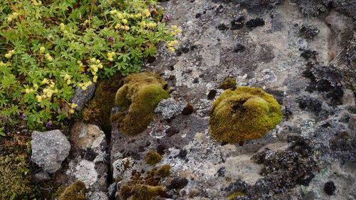 Plants growing on a tree