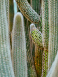 Close-up of succulent plant