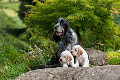 View of a dog sitting on plants