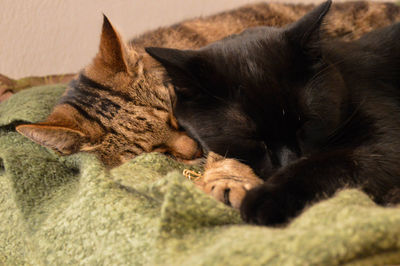 Close-up of cat sleeping