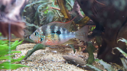 Close-up of fish swimming in aquarium