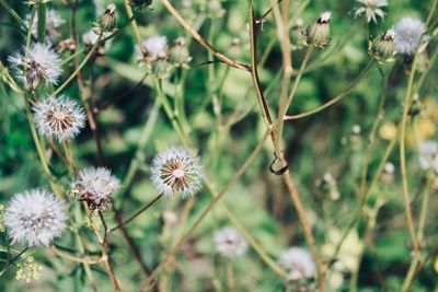 Close-up of wilted flowers on field