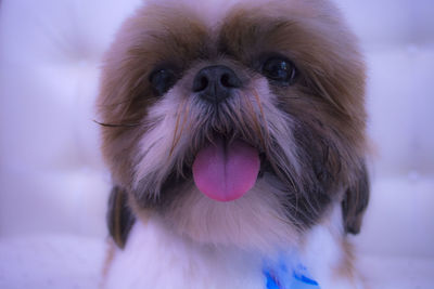 Close-up of a dog