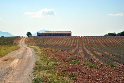 Scenic view of lavender field against sky