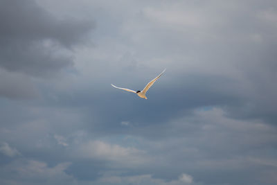 Low angle view of bird flying against sky