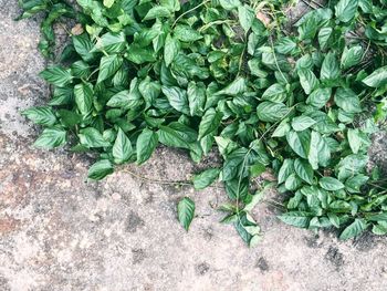 Plants growing in pond