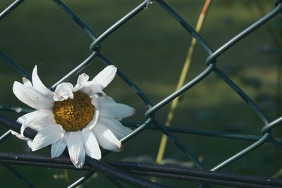 Close-up of white flower blooming in chainlink fence