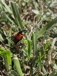 Close-up of butterfly pollinating flower