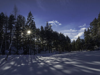 Trees by snow covered road against sky during winter