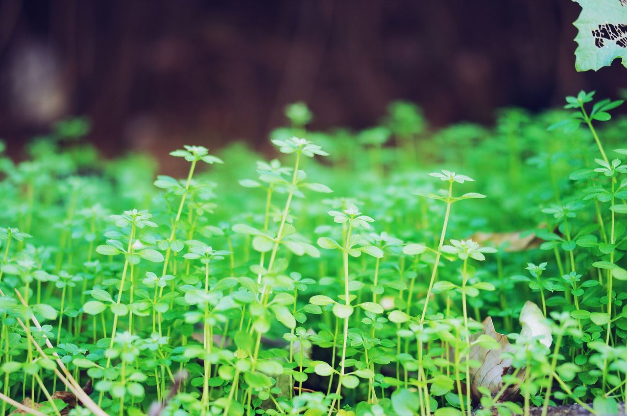 growth, plant, flower, green color, freshness, nature, beauty in nature, focus on foreground, field, fragility, growing, leaf, close-up, selective focus, grass, day, outdoors, stem, tranquility, green