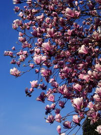 Low angle view of cherry blossom tree