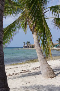 Palm trees on beach against sky