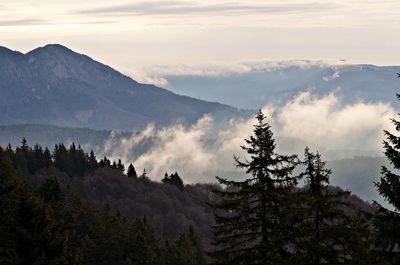 Panoramic view of trees and mountains against sky