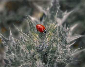 Close-up of ladybug on plant