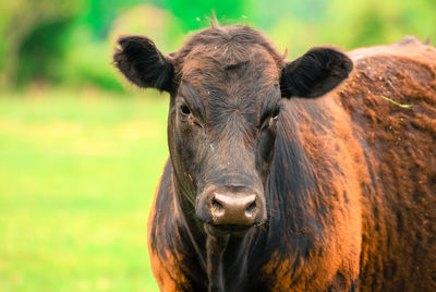 Close-up portrait of a cow