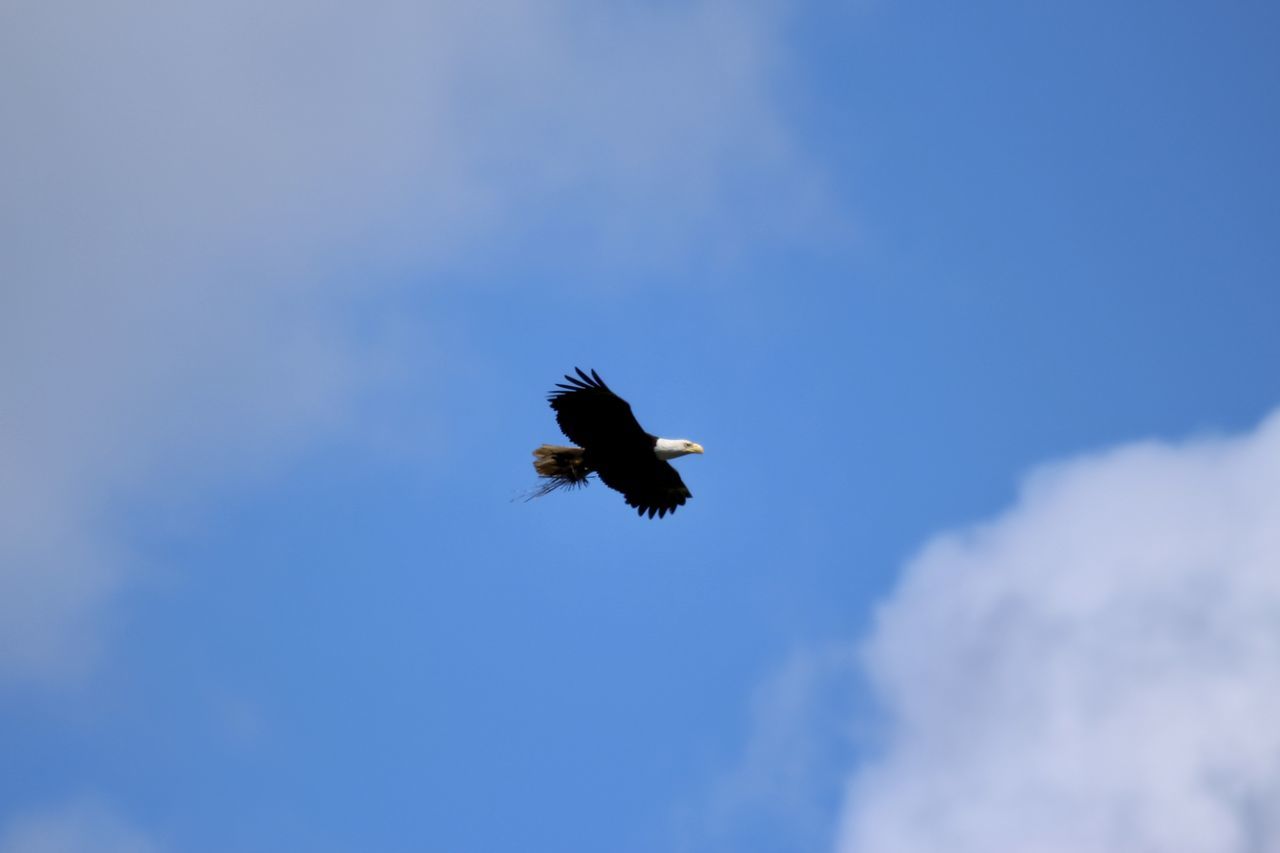 LOW ANGLE VIEW OF A BIRD FLYING