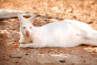 Close-up of a lying resting on field