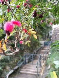 Close-up of flower tree