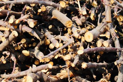Full frame shot of logs on field