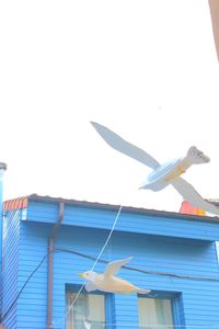 Low angle view of bird flying against clear blue sky