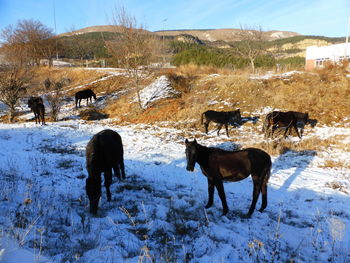 Horses on snow covered land