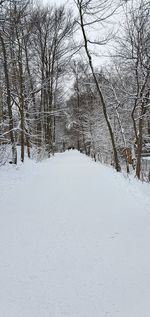 Bare trees on snow covered field