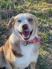 Close up of happy dog with blue eyes