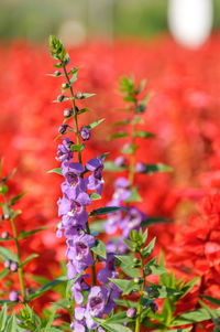 Close-up of red flowering plant