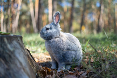 Adult grey bunny rabbit sitting alert in autumn forest .