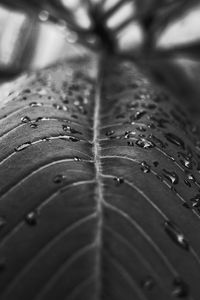 Full frame shot of raindrops on plant