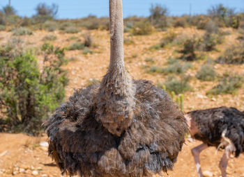 ostrich