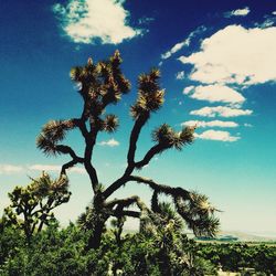 Low angle view of trees against blue sky