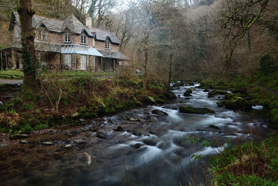 River stream amidst trees in forest