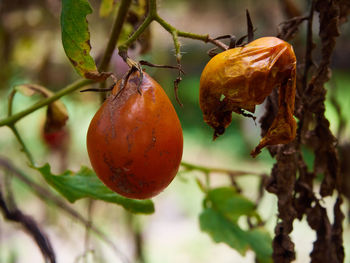 Close-up of fruit growing on tree