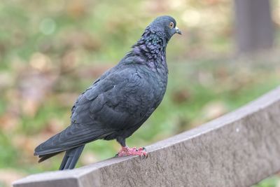 Pigeon resting at park