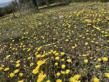 High angle view of yellow flowering plants on field