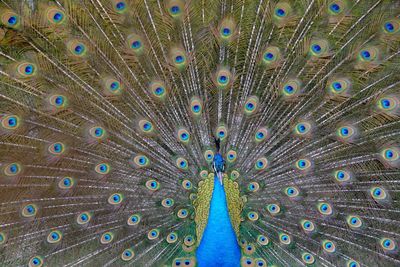 Close-up of peacock