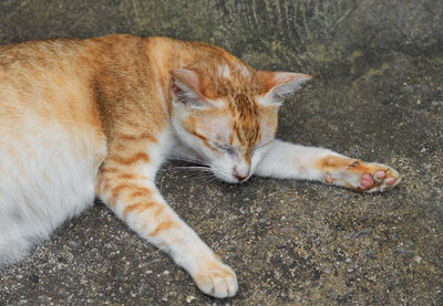 High angle view of cat lying on footpath