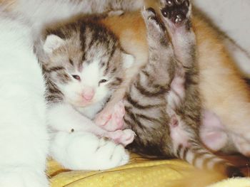 Close-up of kitten sleeping