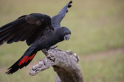 Close-up of bird perching on tree