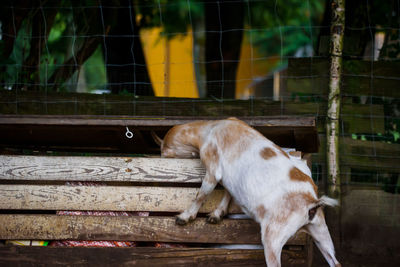 Goat stucked in wooden box.