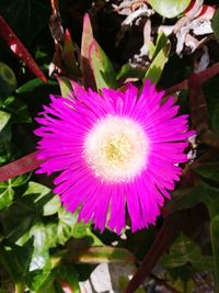 Close-up of pink flower