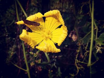 Close-up of yellow flowers blooming outdoors