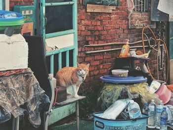 Dog at market stall