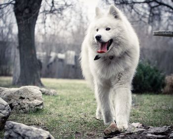 Dog walking on grassy field