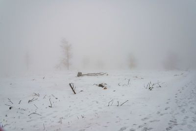 Flock of birds on snow covered field