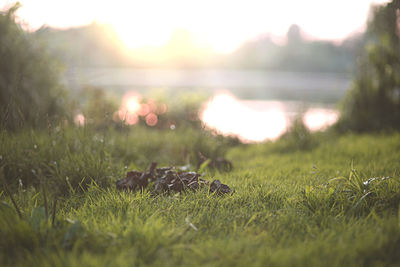 Close-up of sheep on field against sky during sunset