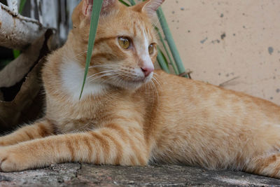 Close-up portrait of a cat looking away