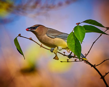 Cedar waxwing  feeding on a berry bush.