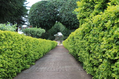 Footpath amidst plants in park